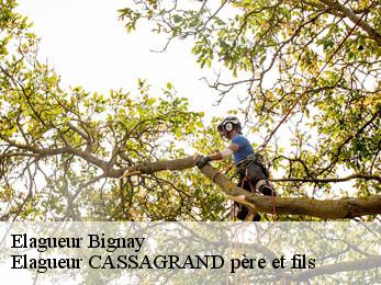 Elagueur  bignay-17400 Elagueur CASSAGRAND père et fils