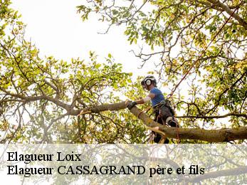 Elagueur  loix-17111 Elagueur CASSAGRAND père et fils