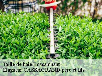 Taille de haie  boscamnant-17360 Elagueur CASSAGRAND père et fils