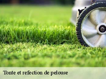 Tonte et refection de pelouse