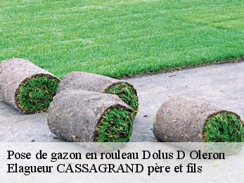 Pose de gazon en rouleau  dolus-d-oleron-17550 Elagueur CASSAGRAND père et fils